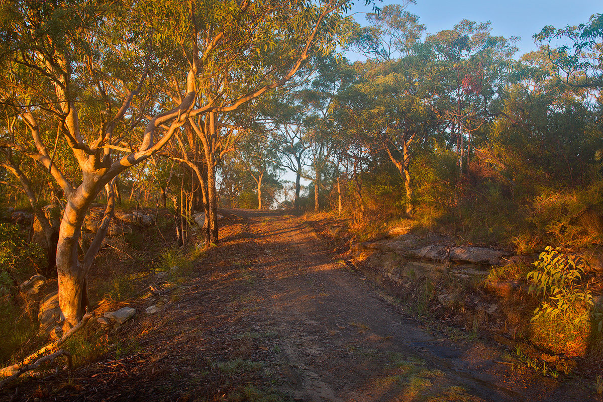 A bush sunrise near Berowra, in Berowra Valley Regional Park