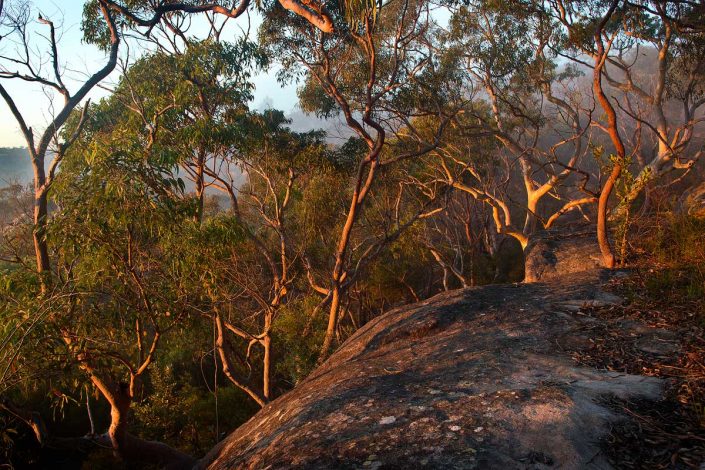 Australian Landscape Photography, Andrew Barnes Photography, Bush Photography, Berowra, Berowra Valley National Park