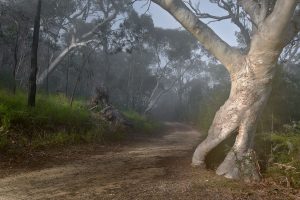 Great North Walk, Berowra, Australian Landscape Photography, Berowra Waters, Berowra Valley National Park