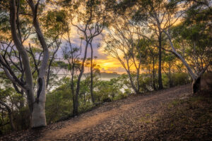 Dappled Sunrise